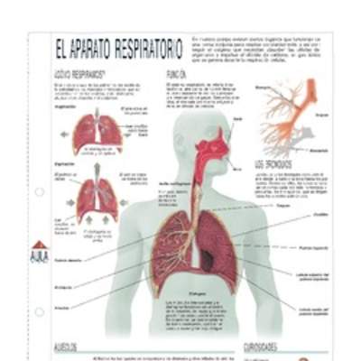 Infografía del aparato respiratorio