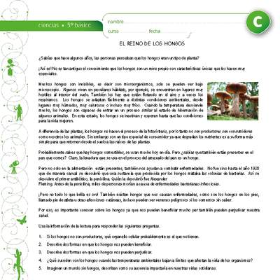 El reino de los hongos