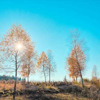 Árboles en otoño