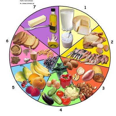 La rueda de los alimentos