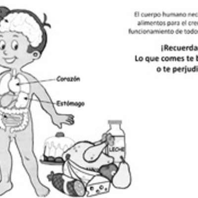 El cuerpo humano y los alimentos