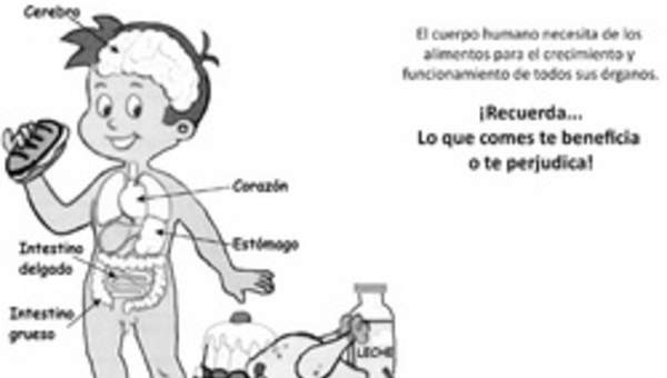 El cuerpo humano y los alimentos