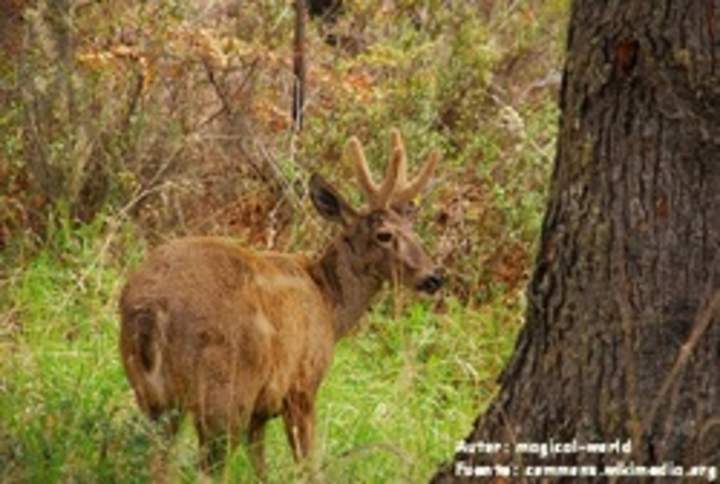 Huemul