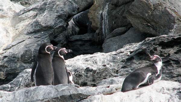 Pingüino de Humboldt