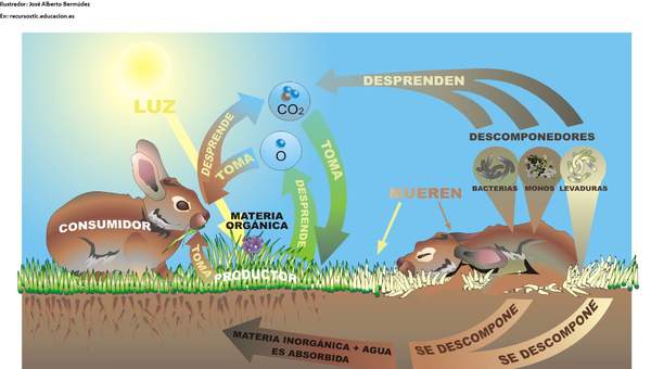 Ciclo de vida de la materia