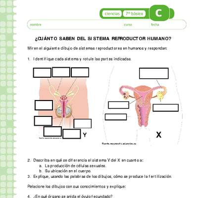 Sistema reproductor