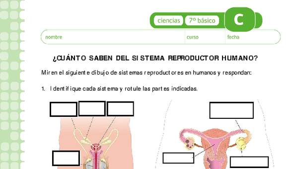 Sistema reproductor