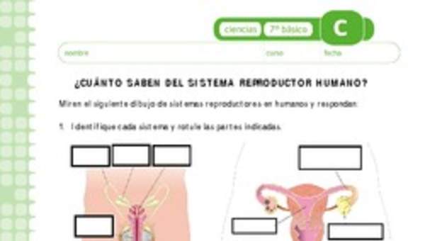 Sistema reproductor