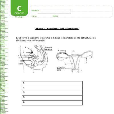 Aparato reproductor femenino