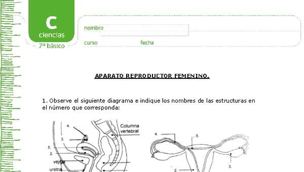 Aparato reproductor femenino