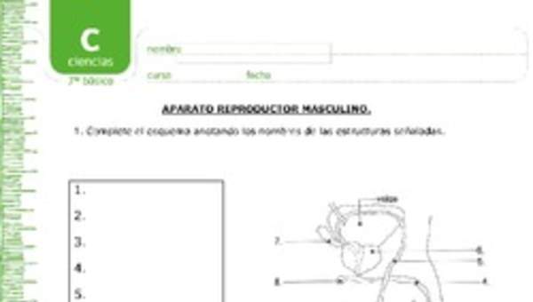 Aparato reproductor masculino