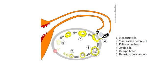 Etapas del ciclo uterino