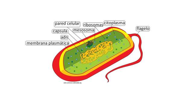 Célula procarionte