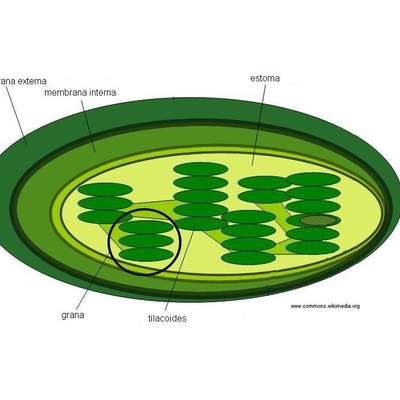 Cloroplastos