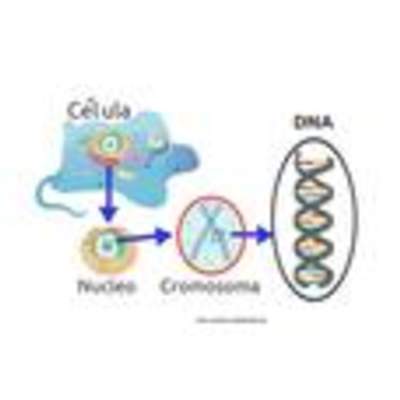 Desde la célula al ADN