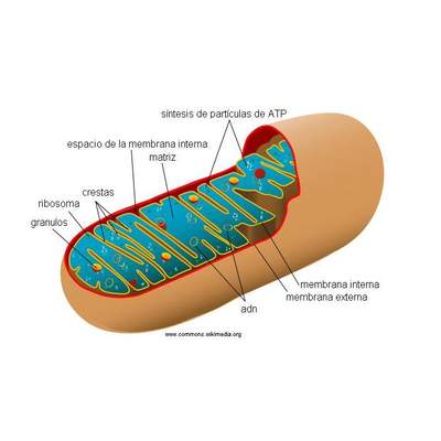 Mitocondria