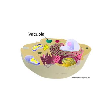 Vacuola