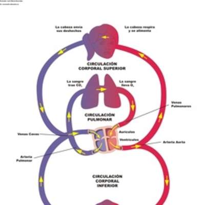 Diagrama del sistema circulatorio