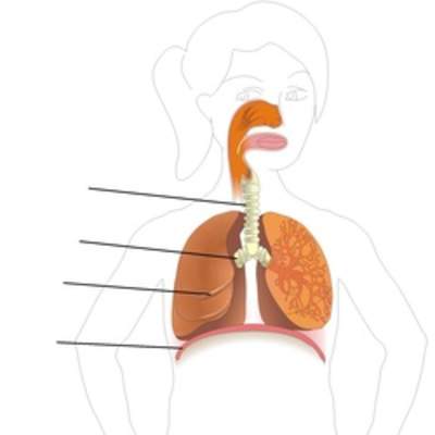 Sistema respiratorio para rotular