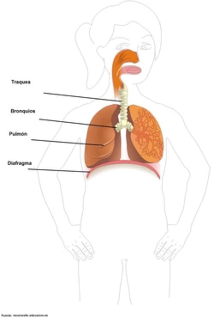 Sistema respiratorio rotulado