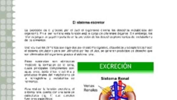 Sistema excretor