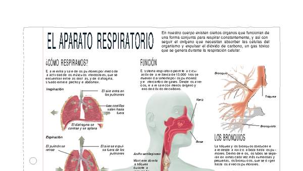 Aparato respiratorio