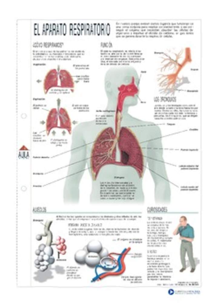 Aparato respiratorio