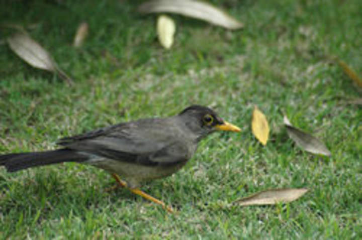 Tordo magallánico