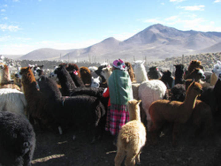 Pastora de Parinacota