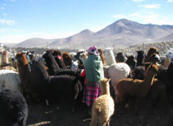 Pastora de Parinacota