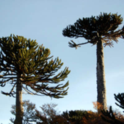 Araucaria