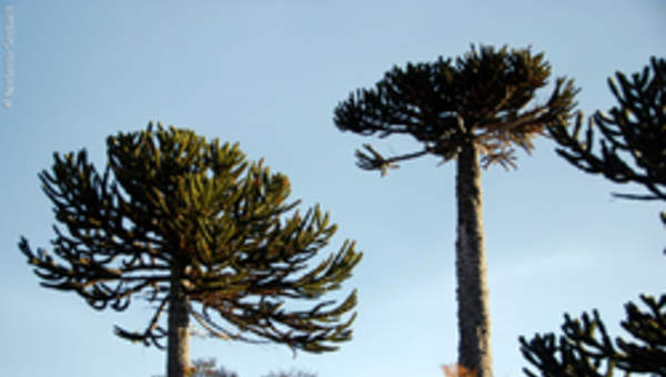 Araucaria