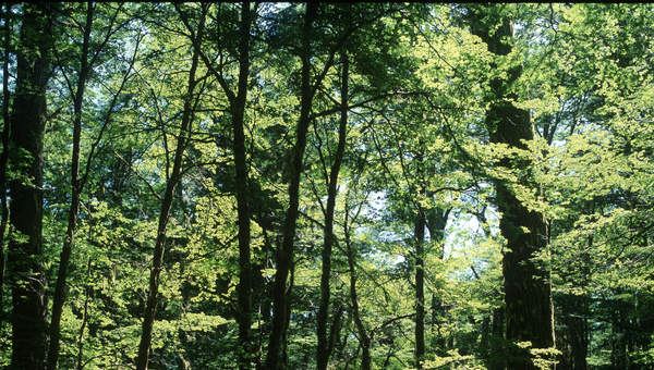 Bosque de Lenga