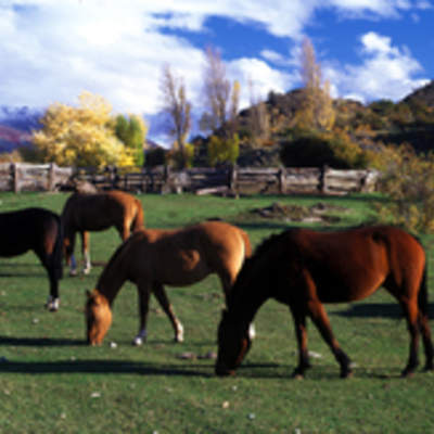 Caballos