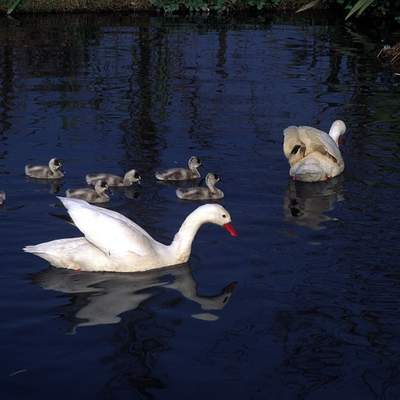 Cisnes