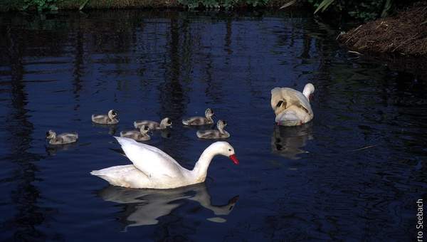 Cisnes