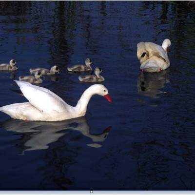 Cisnes