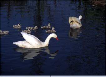 Cisnes