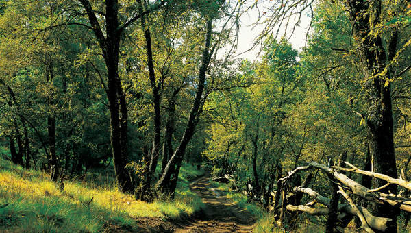 Camino a Guayalí