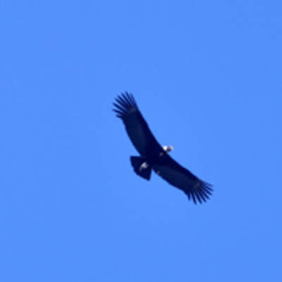 Condor