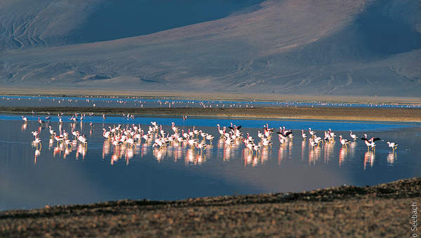 Flamencos