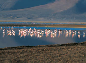 Flamencos