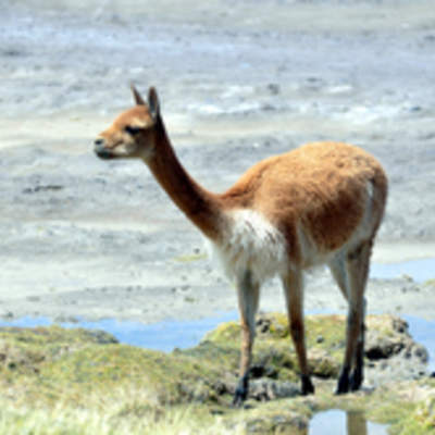 Guanaco