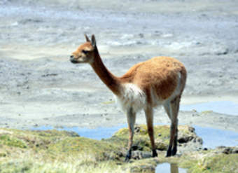 Guanaco