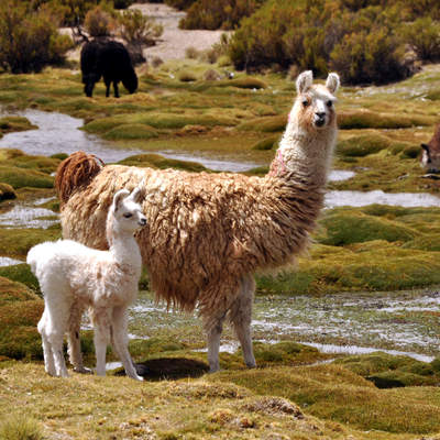 Llamas