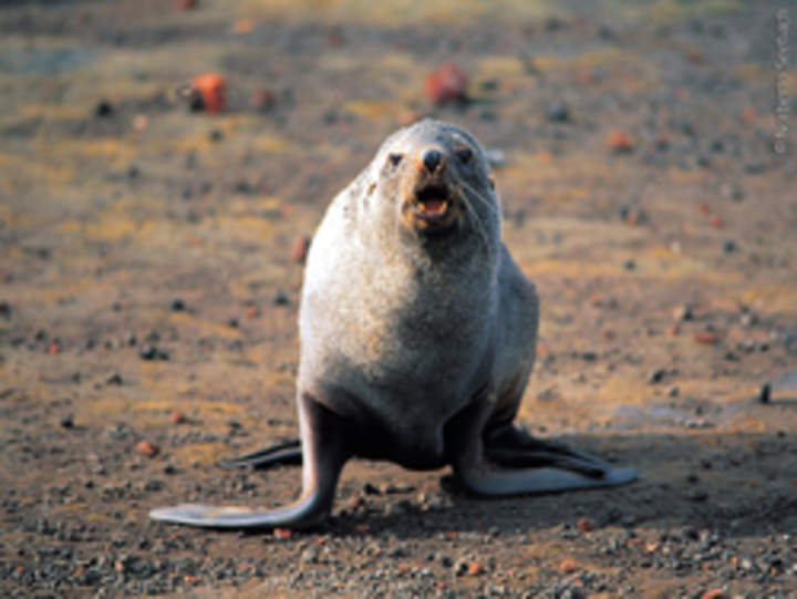 Lobo isla Decepción