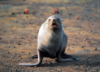 Lobo isla Decepción