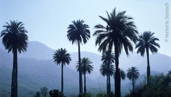 Palmas de Cocalán