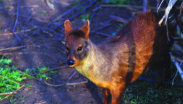 Pudú