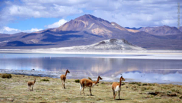 Salar